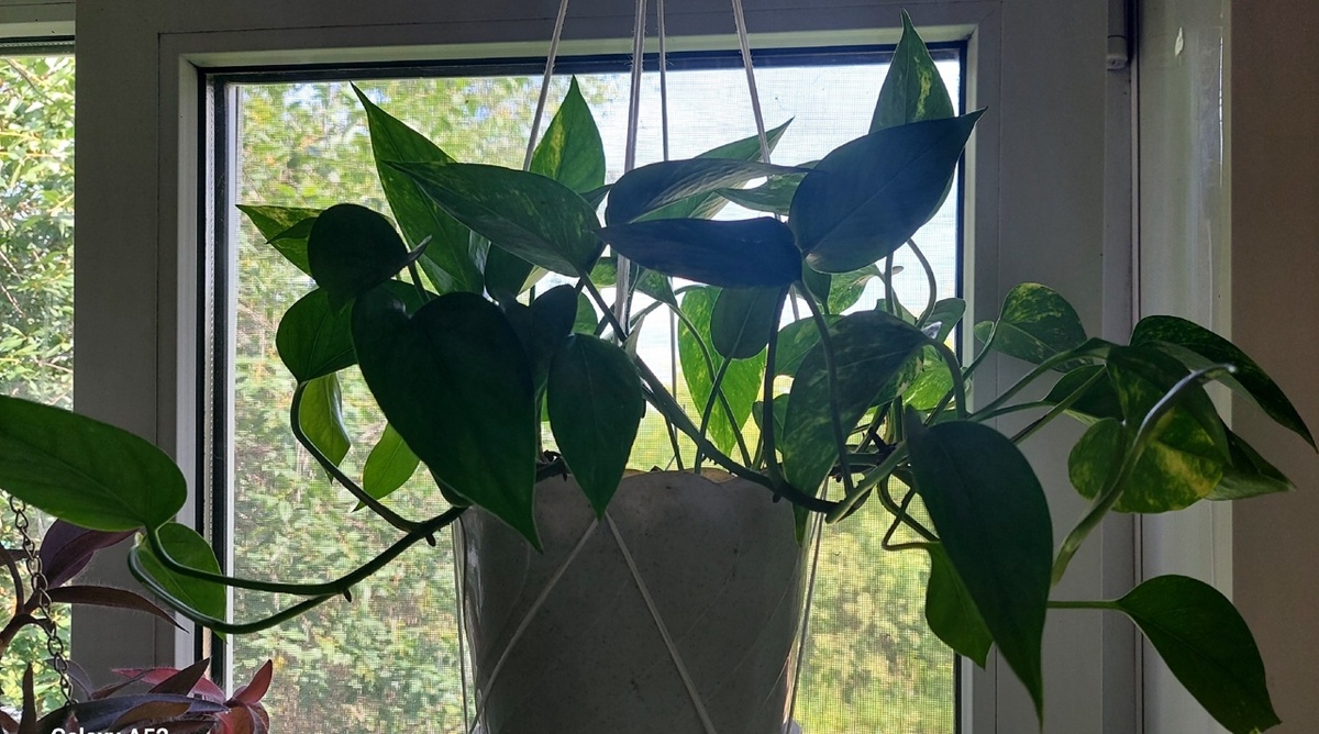 сциндапсус