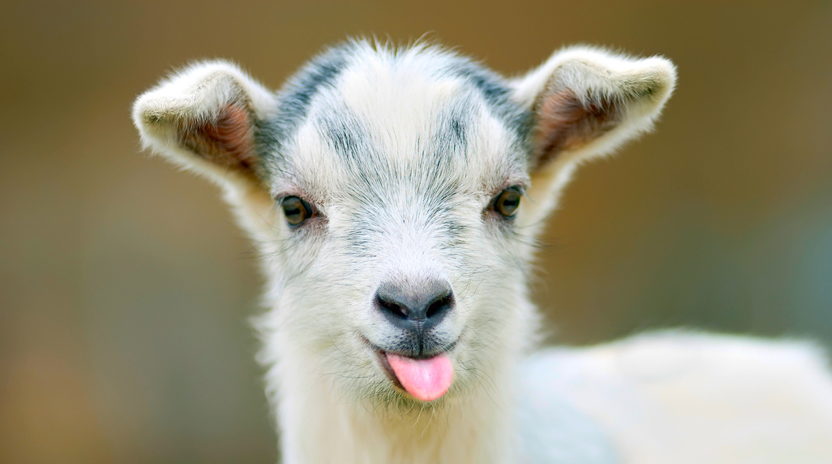  Зорька передает вам привет!