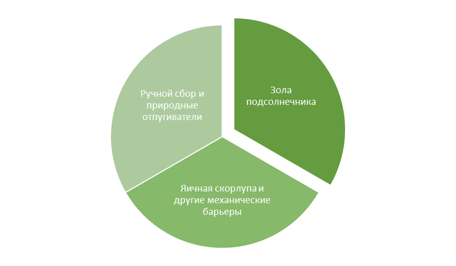 3 эффективных метода защиты базилика от слизней
