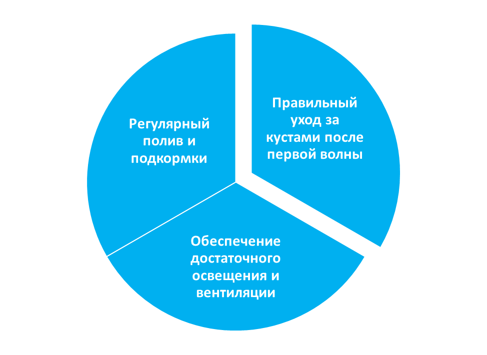 Уход за ремонтантной клубникой после первой волны урожая