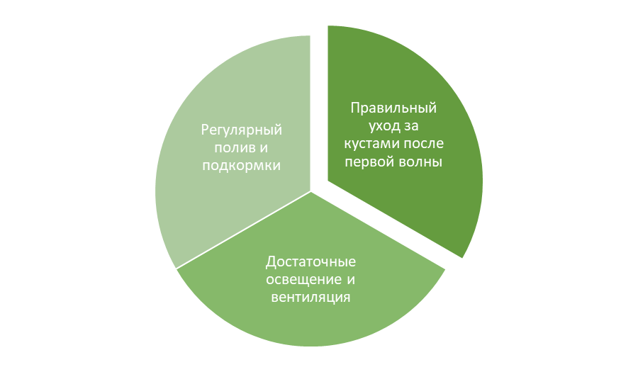 Три совета по выращиванию второй волны ремонтантной клубники