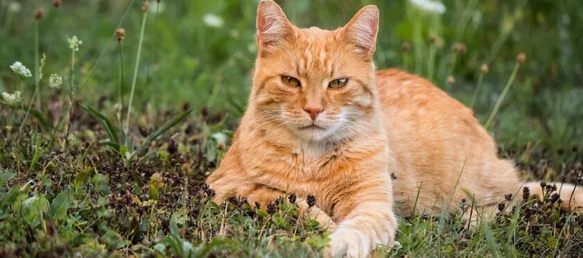 Барсик — живая классика.