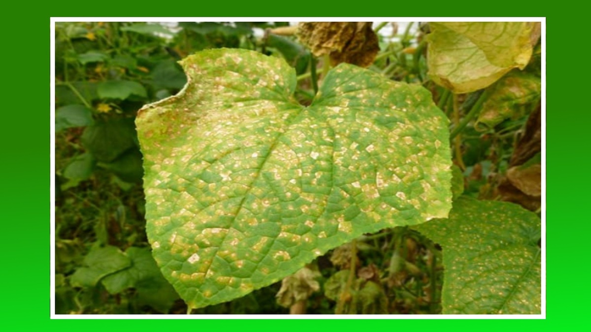 Лист огурца, пораженный пероноспорозом.