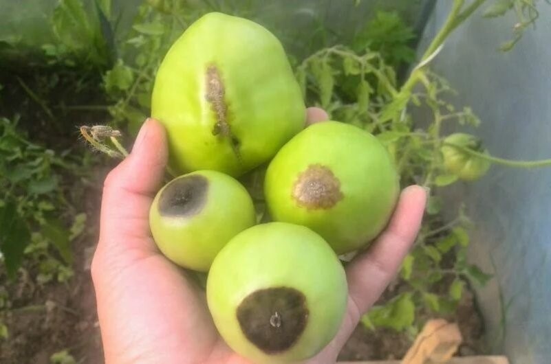 1 обработка избавит томаты от вершинной гнили. Что вносим, чтобы плоды не гнили