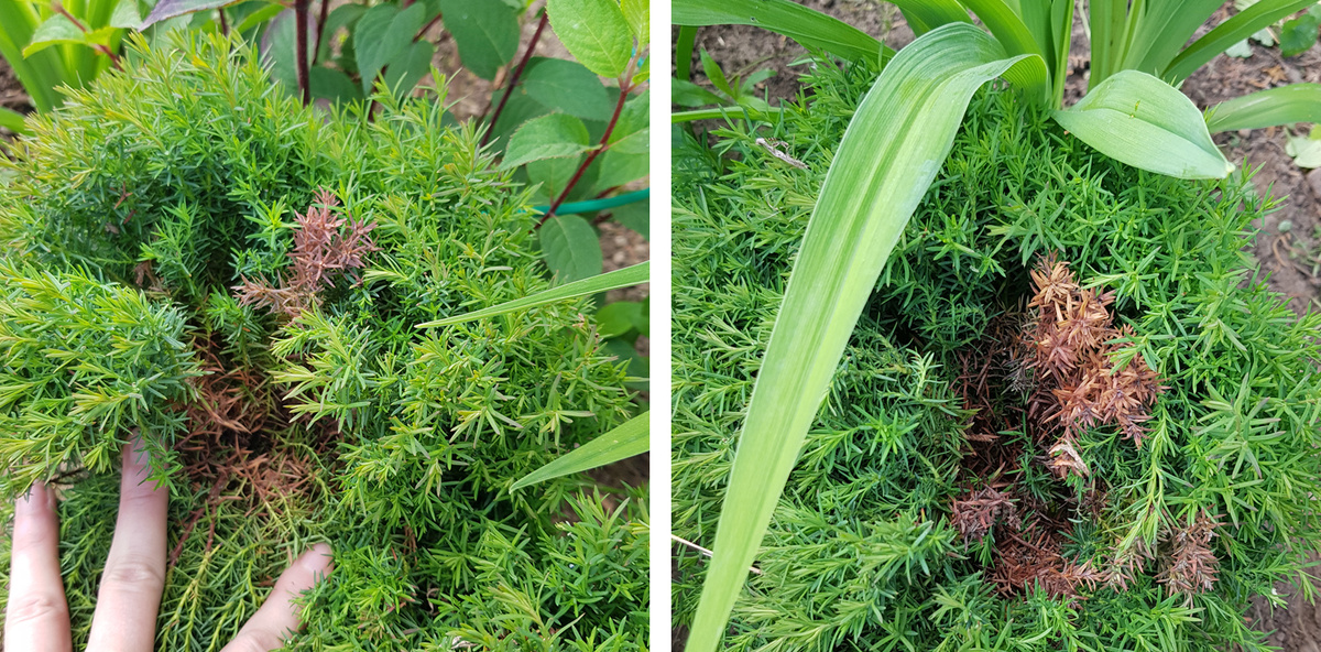 Туя Тедди не безуходное растение на мой взгляд. Туя Тедди в полутени весной и летом.