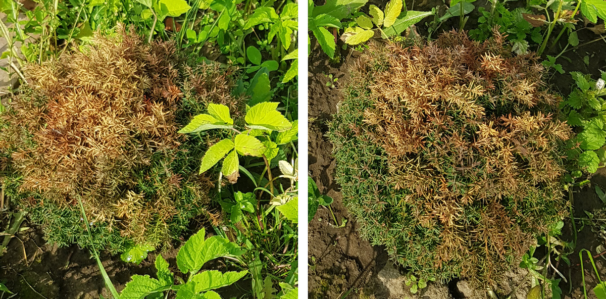 Туя Тедди на солнце весной.