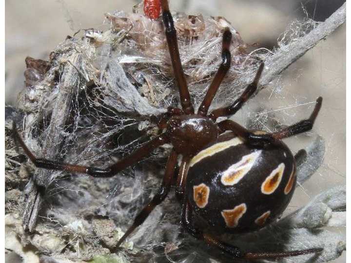 Лекарство от укуса ядовитого паука.