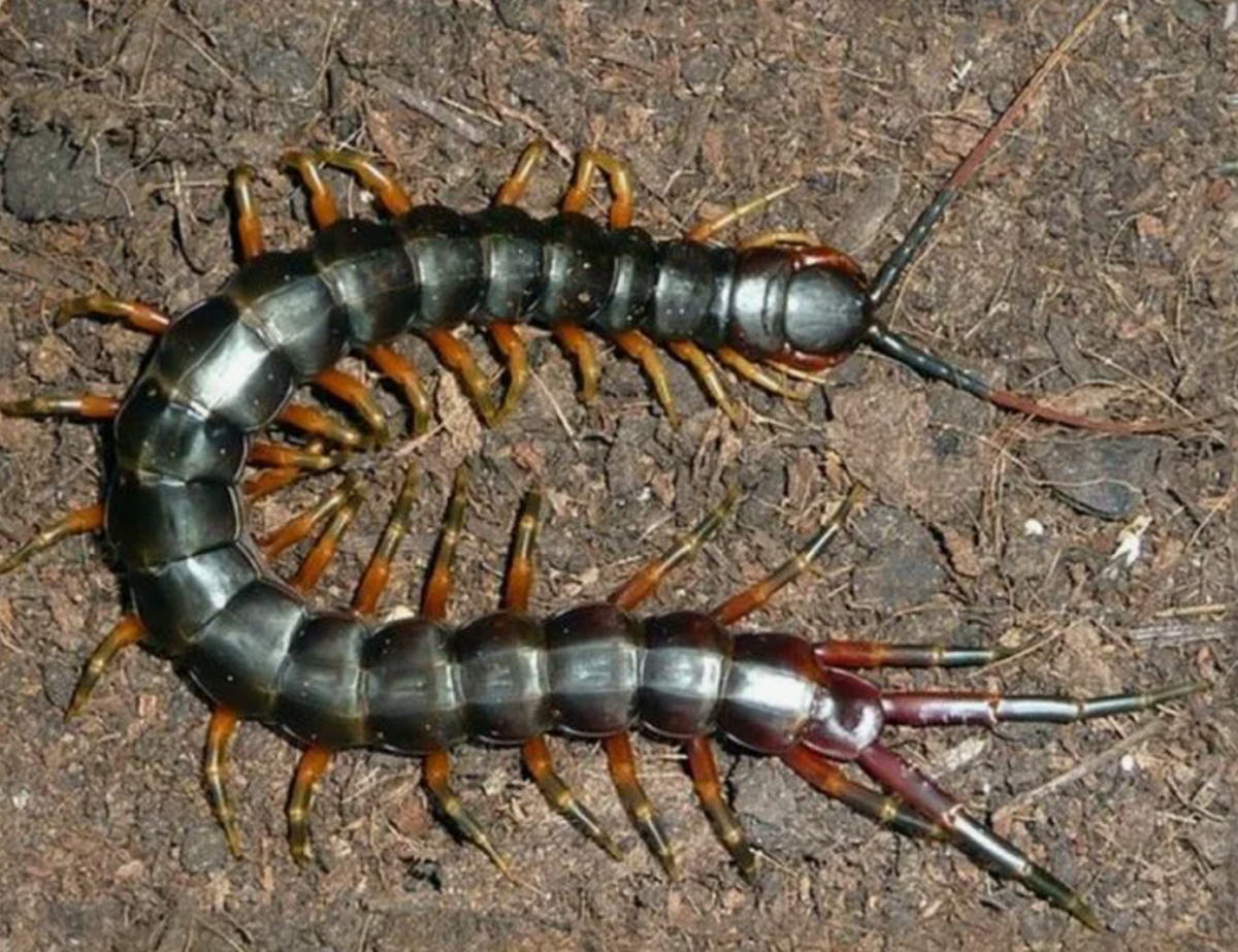 Сколопендра