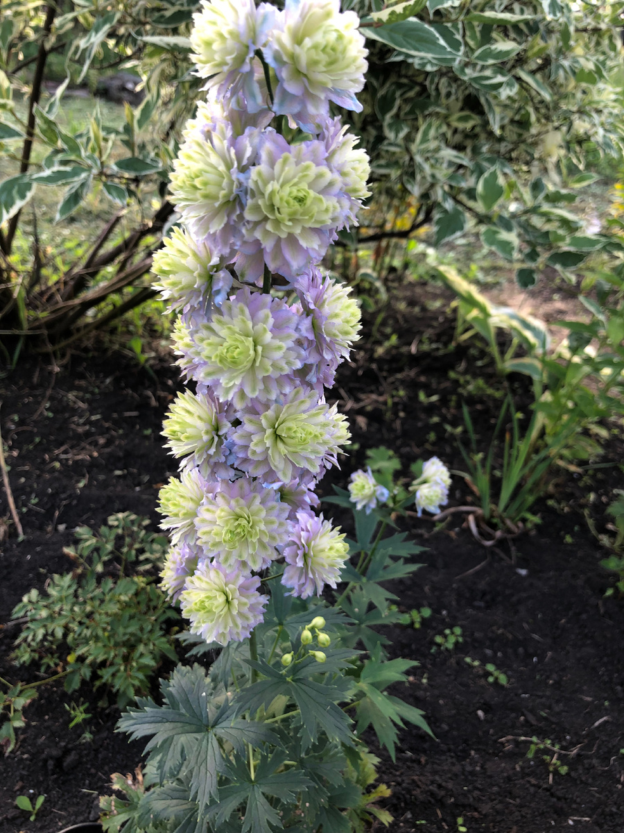 Кристал Делайт