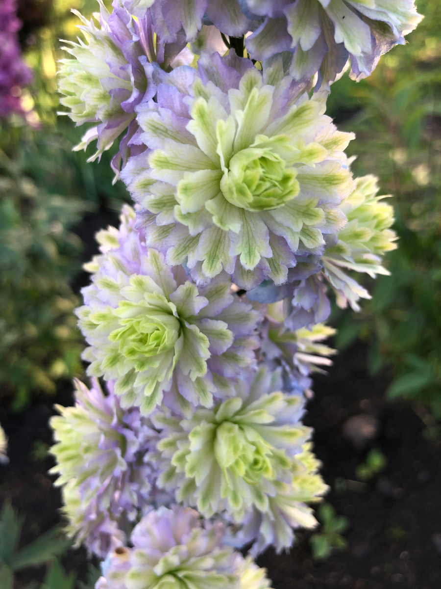 Кристал Делайт крупным планом