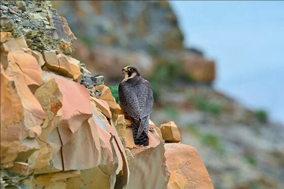 Заповедник "Утриш". Фото взято с официального сайта заповедника