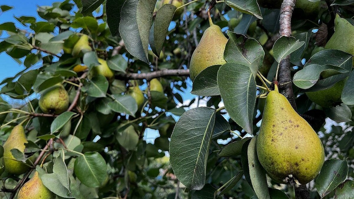    Фото: телеканал «Краснодар»