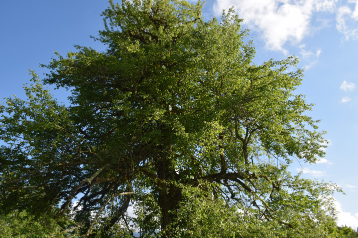 фото: rgo.ru  📷
