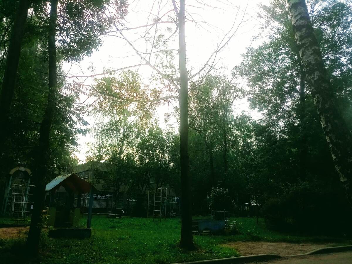 Фотография сделана автором 