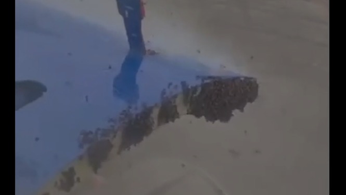    Фото: скриншот / NDTV