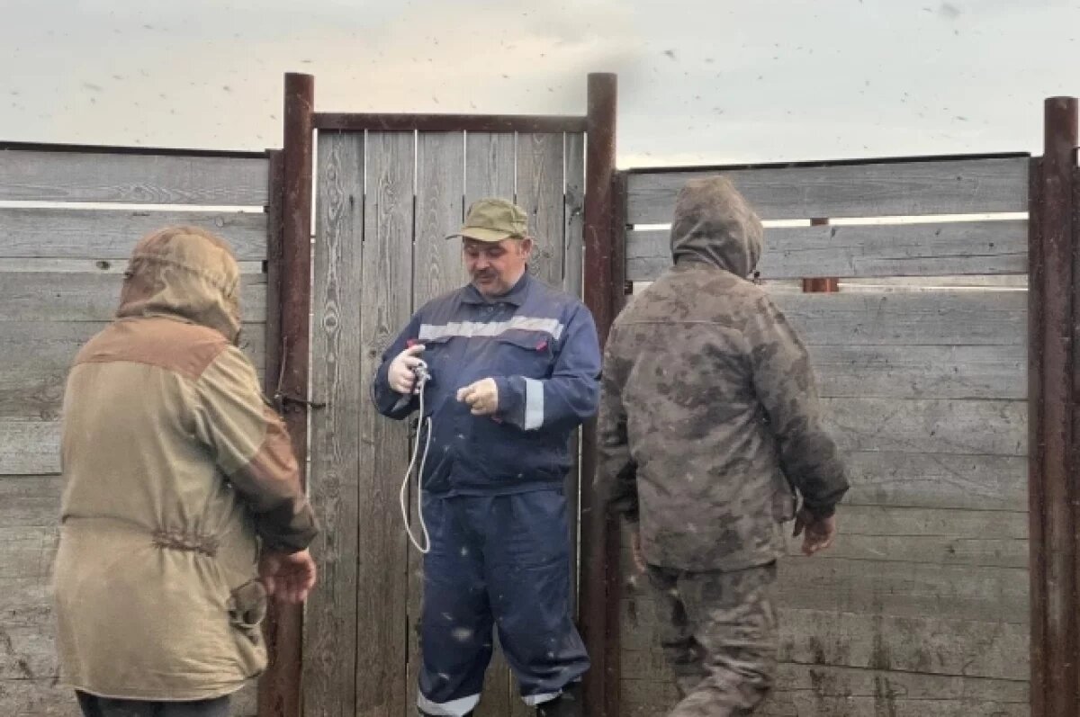    Ветеринары Коми поехали в тундру прививать оленей от смертельной болезни