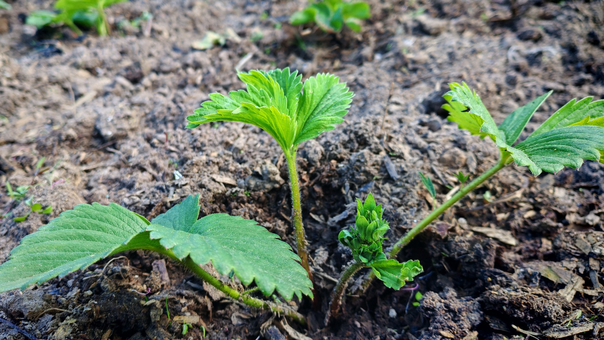 Вместо хаоса стаканчиков - организованное размножение в междурядьях