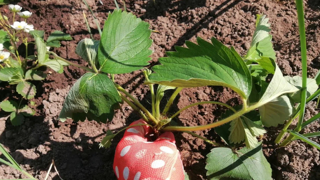Естественное укоренение происходит быстрее и надежнее традиционных методов