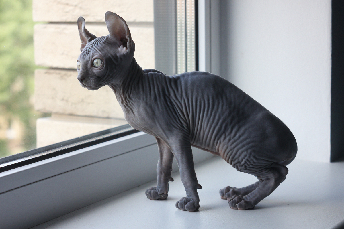 Эль с интересом наблюдает за жизнью за окном