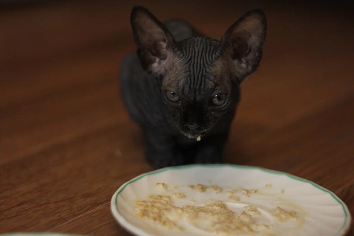Котя даже мордочку после еды не вылизывала, не говоря уже о теле
