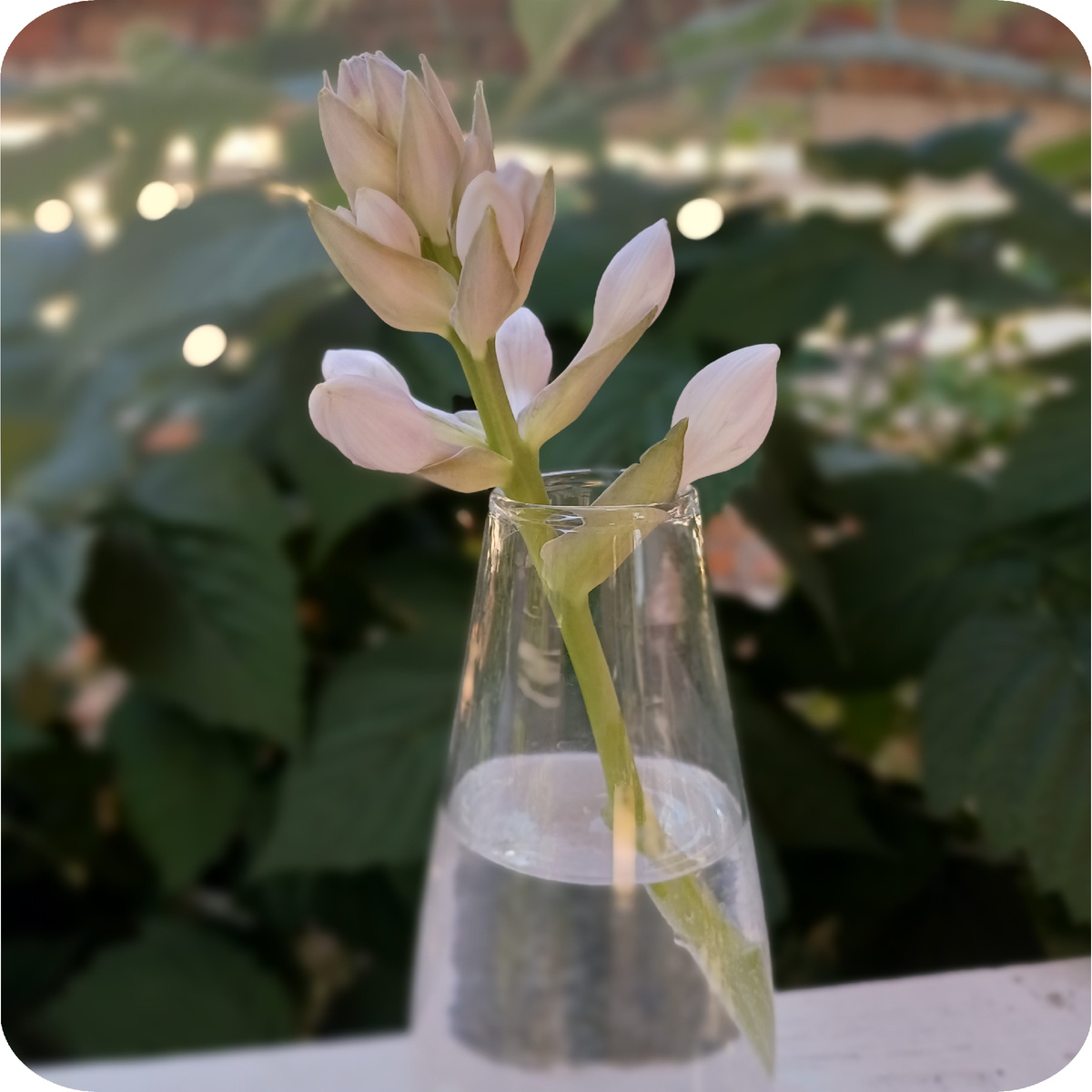 цветок хосты