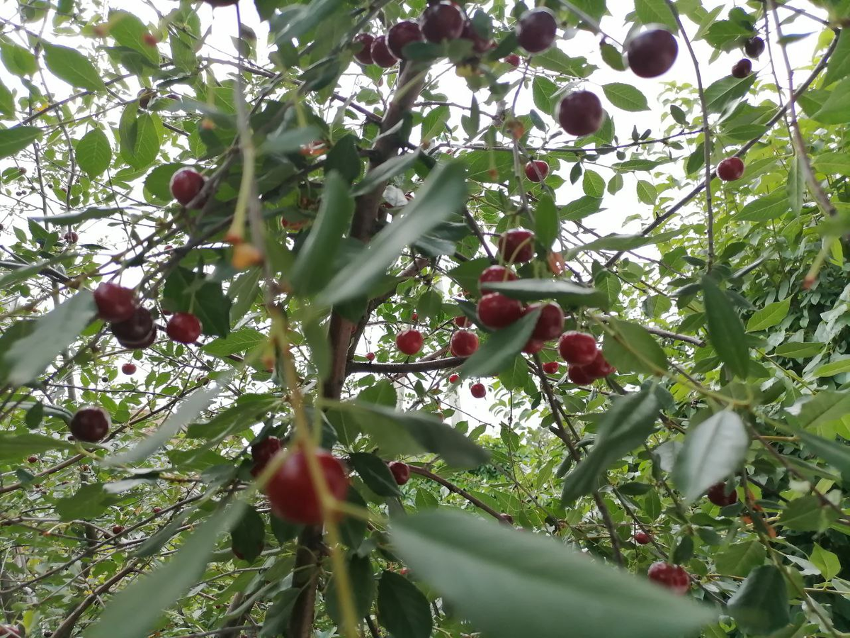 Вишня неизвестного сорта, пришла от соседей, фото автора