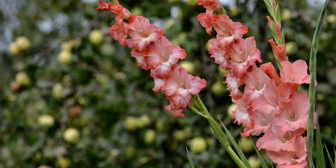 Уход за гладиолусами в июле и августе для пышного цветения