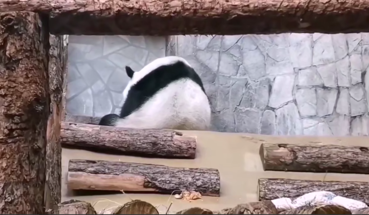     Панда. Источник: t.me/svetlanaakulova1 Автор фото: Скриншот видео