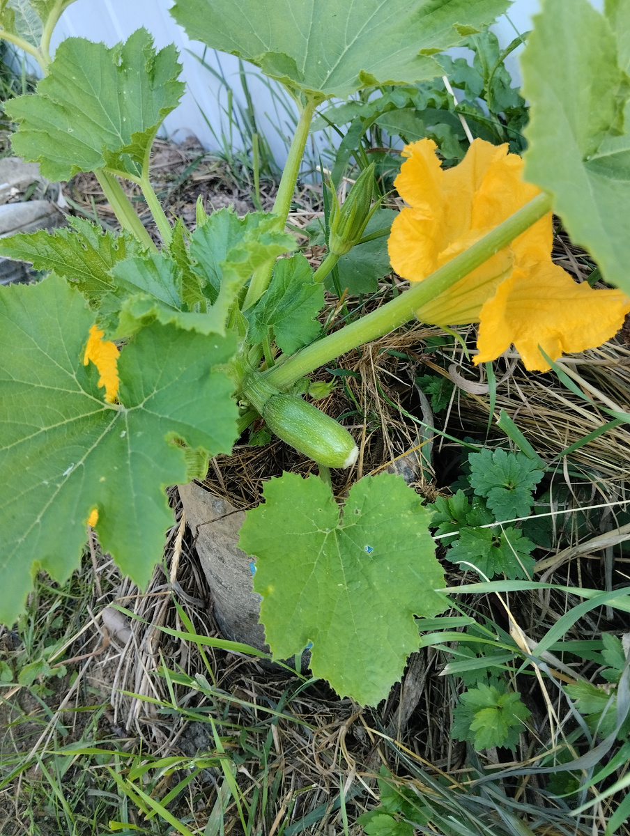 Мой кабачок для обложки