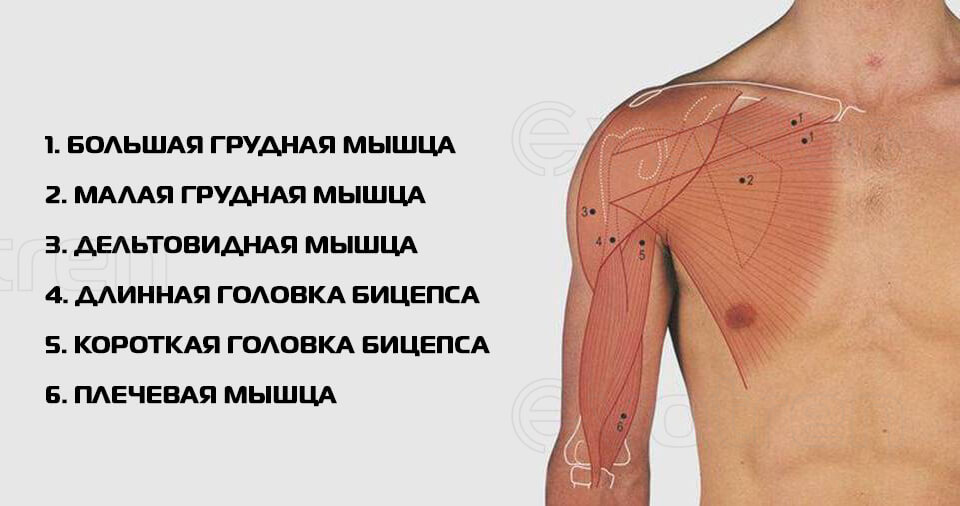 бицепс анатомия