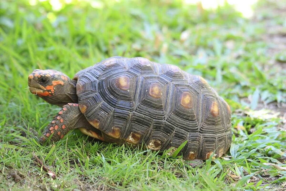   Угольная, или красноногая черепаха (Chelonoidis carbonarius) / © Mike Brady, Wikimedia Commons