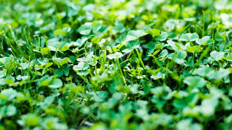 Результат грамотного выращивания сидератов