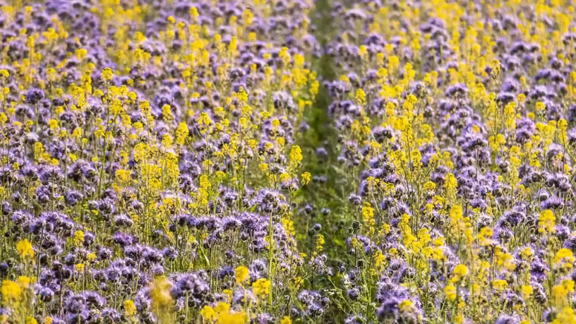 График посева сидератов с июля по октябрь для максимального эффекта