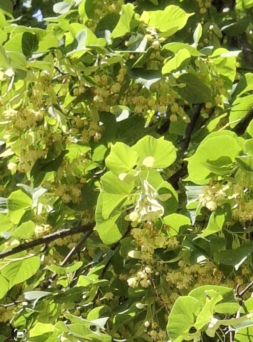 Фото автора. Липа цветет.