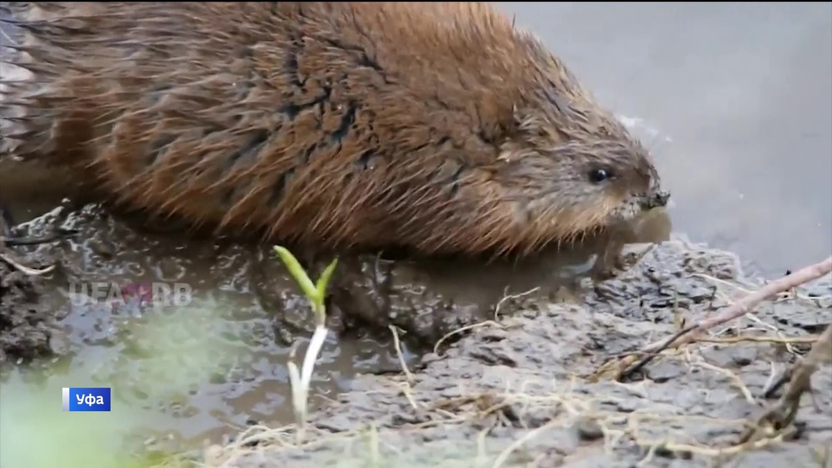    Упитанную ондатру сняли на видео в уфимском Инорсе на озере Теплом