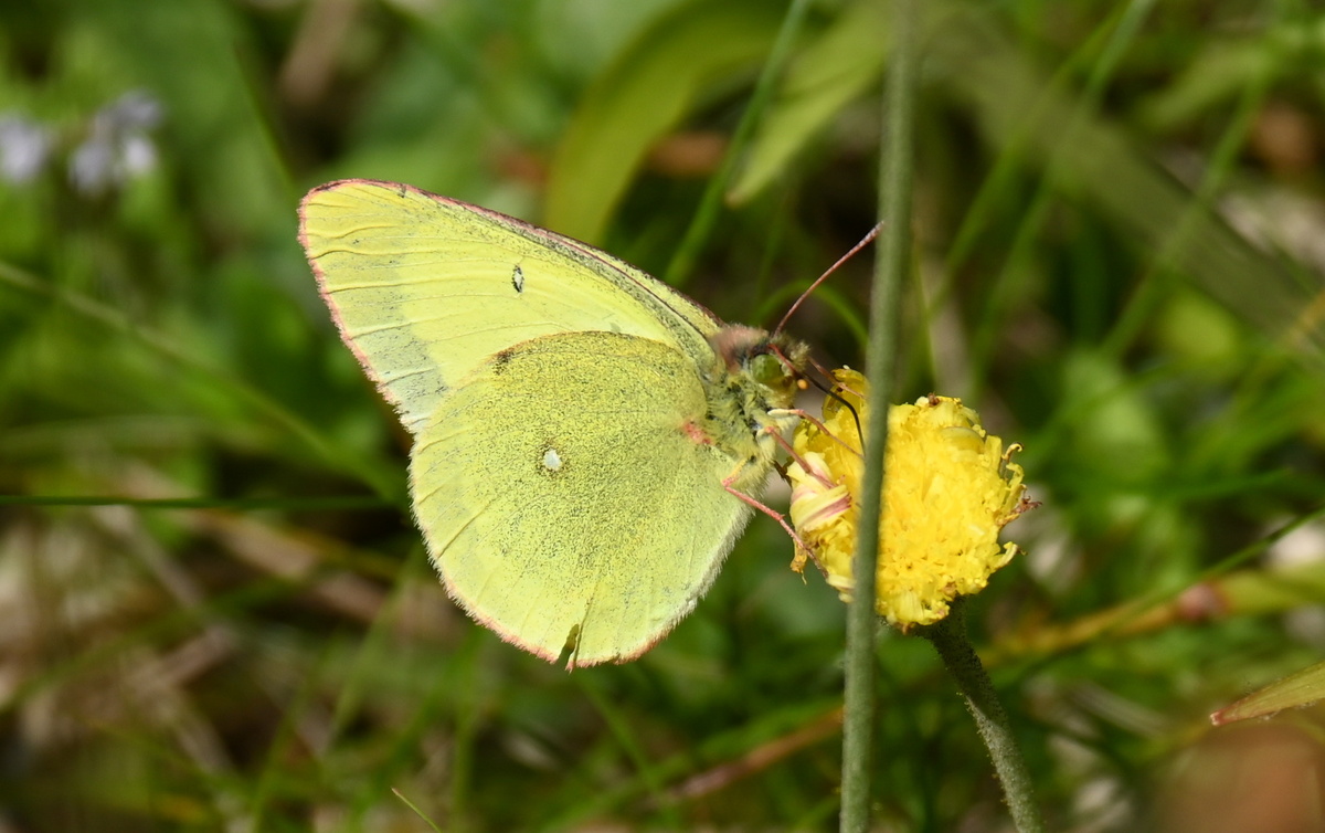 5 июля 2025 станция Горы под Мгой, фото А. Морозевича