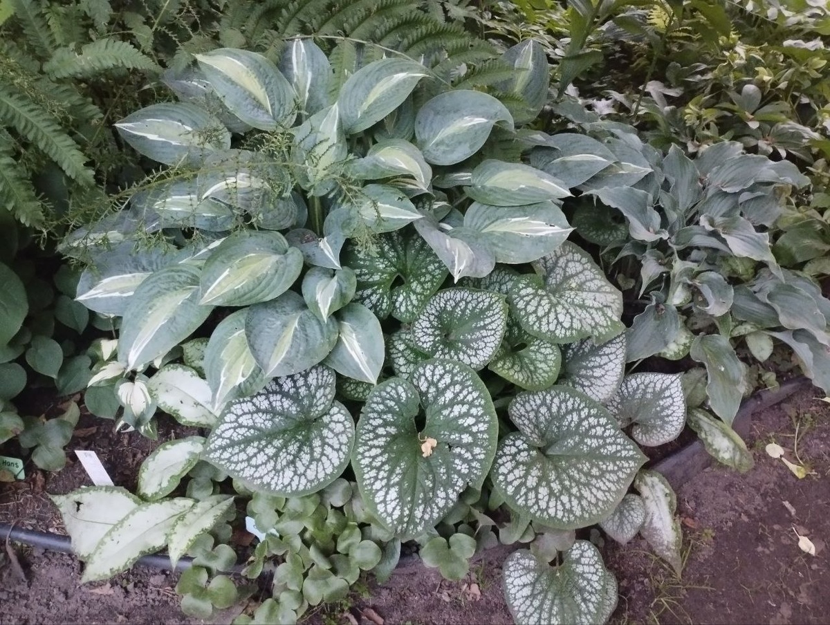 Наша композиция