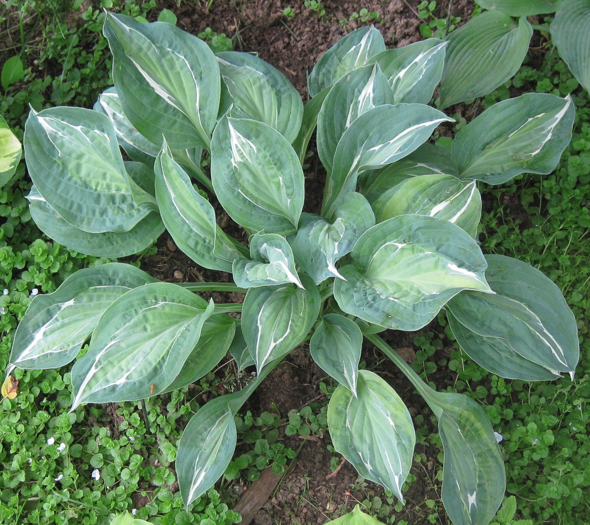 Хоста Эротика