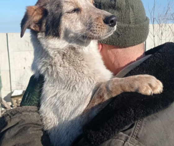 Руслана очень любят собачки