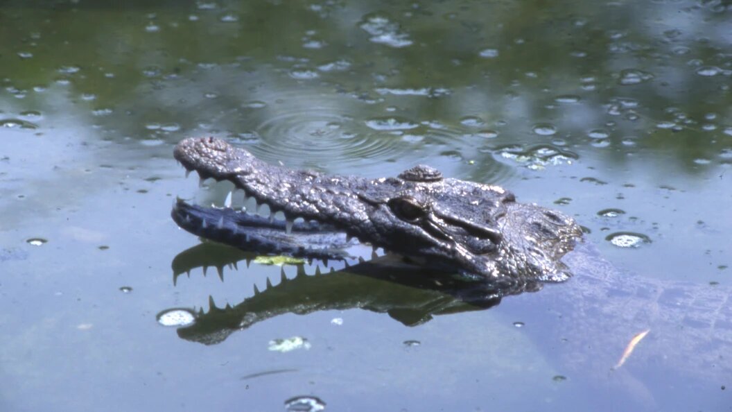    Andrei Kamenev/Globallookpress