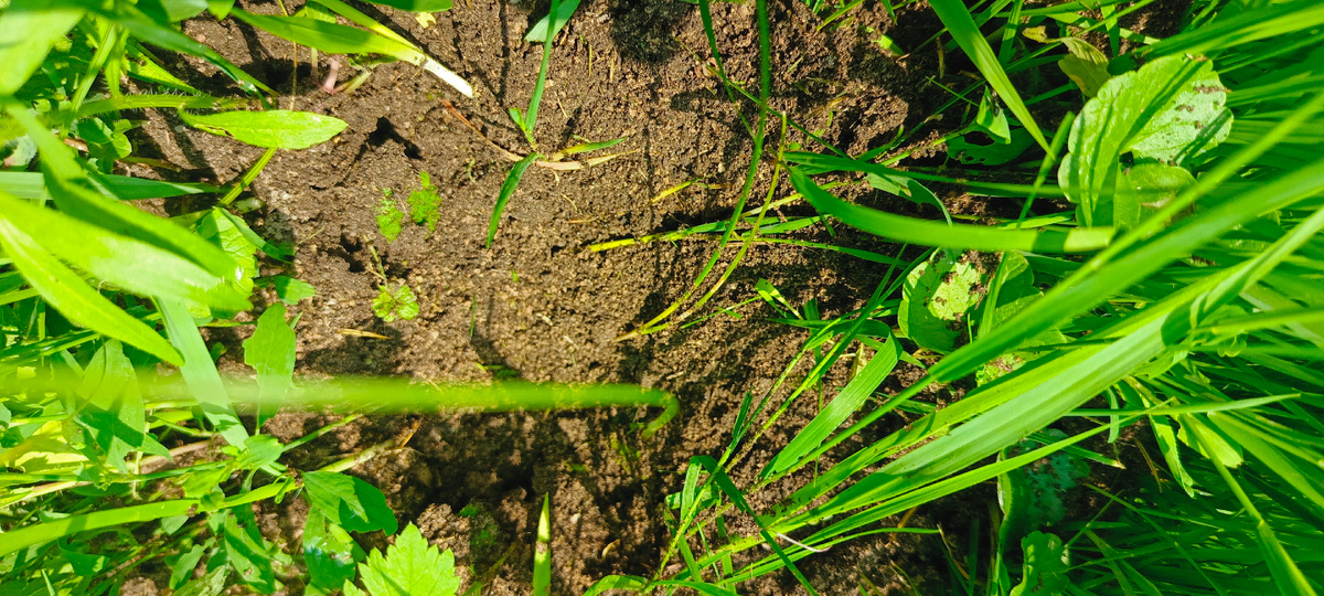 Муравейник 