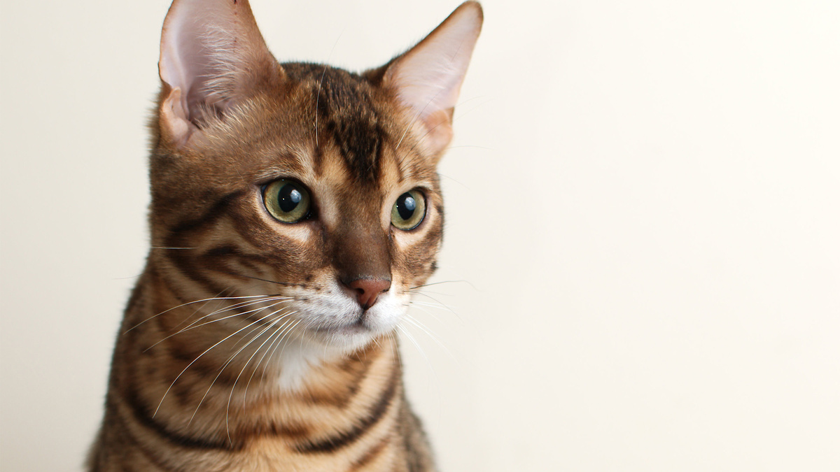 Фото с сайта: https://www.zastavki.com/eng/Animals/Cats/wallpaper-44825-23.htm