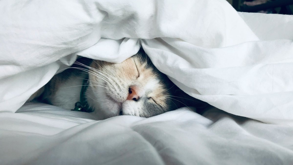 Мася сладко спит, и ей неважно, что ее имя – одно из самых популярных.