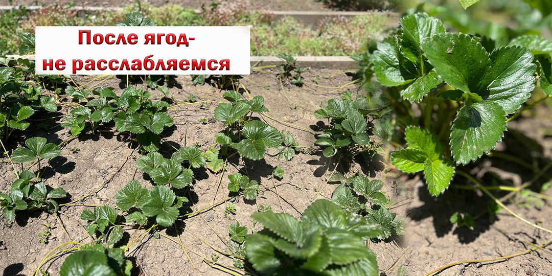 Чем подкормить клубнику после обрезки: химия или органика? Мой эксперимент.