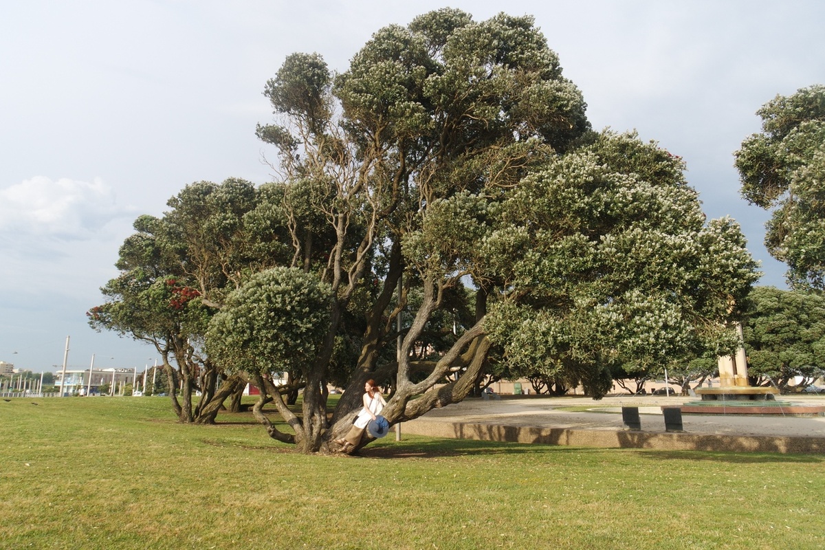 автор канала сидит на дереве и смотрит на океан