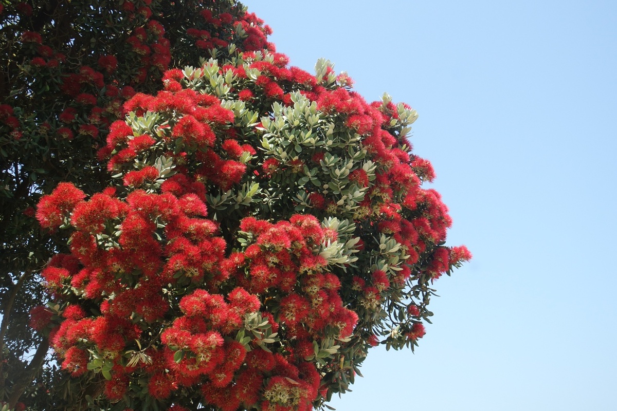 цвет красный и экзотические цветы - листать
