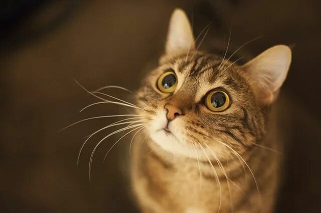 Фото из Интернета.