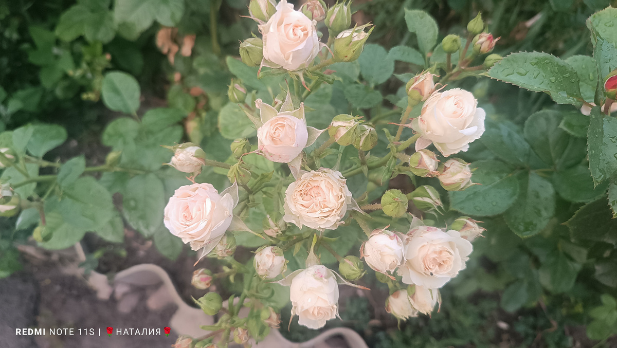 Роза Сноу Денс