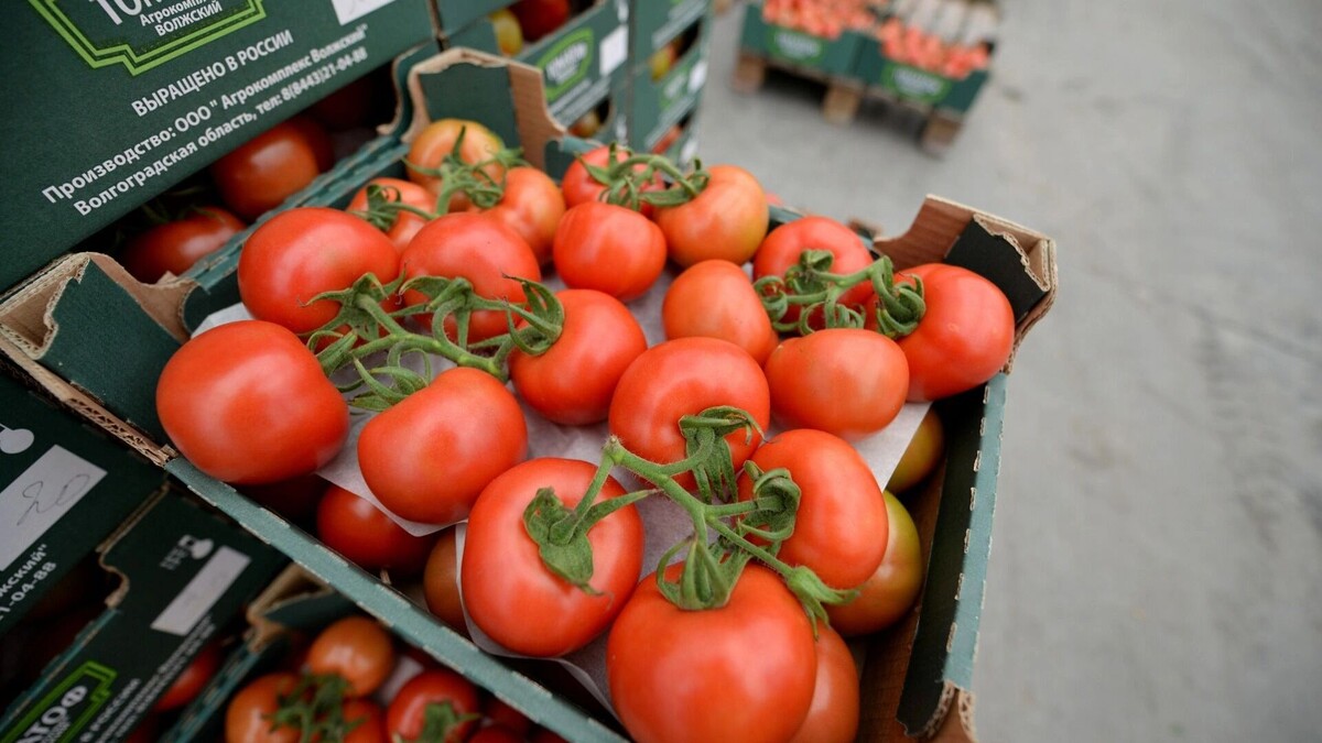     Источник: novostivolgograda.ru