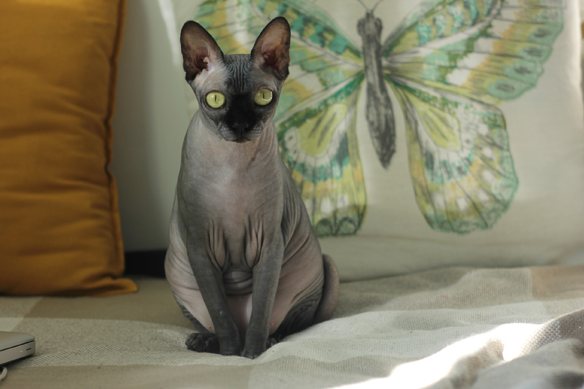 Подросшая Котя прекрасно освоила навыки мурчания